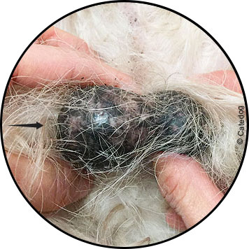 Tumeur et boule sur testicule d'un chien