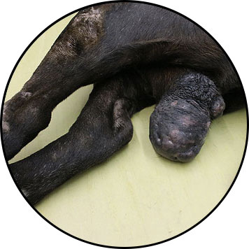 Tumeur et boule sur testicule d'un chien