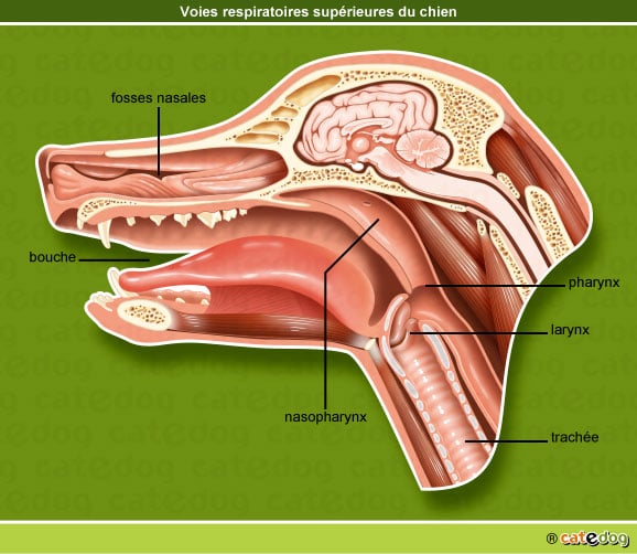 voies-respiratoires-superieures-chien