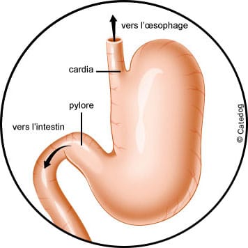 Dilatation torsion estomac du chien