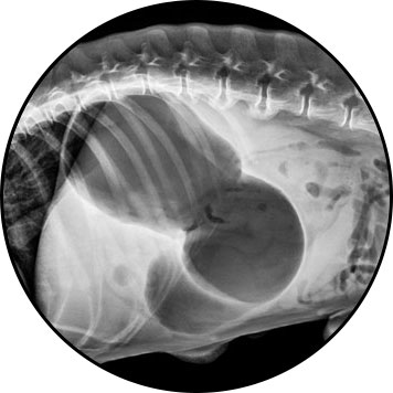 Dilatation torsion estomac du chien