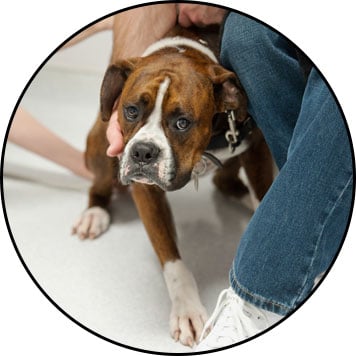Gastro-enterite du chien