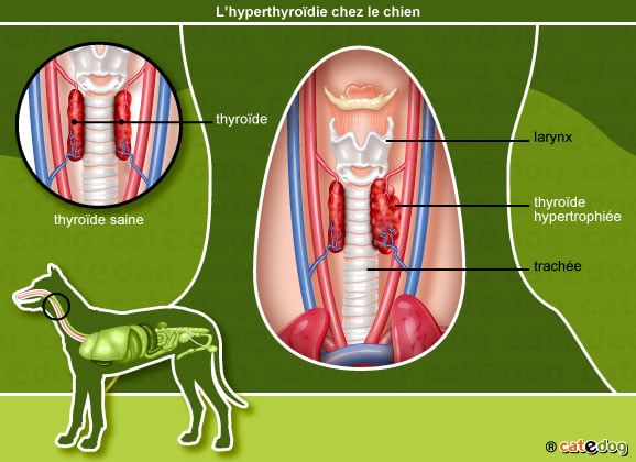 hyperthyroidie_chien
