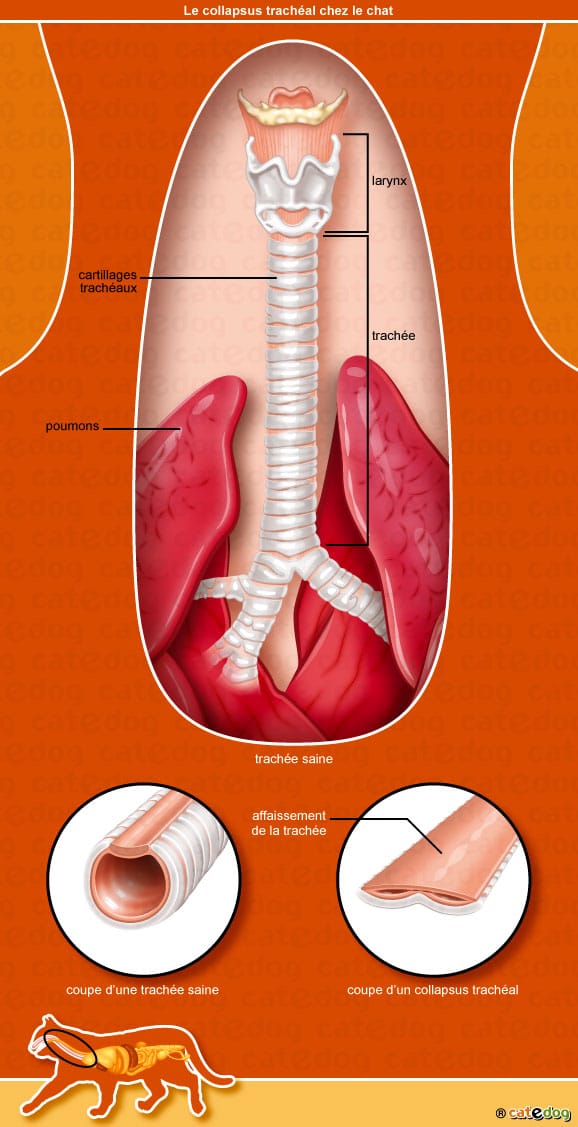 collapsus-tracheal-chat