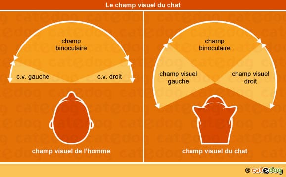 champ-visuel-du-chat