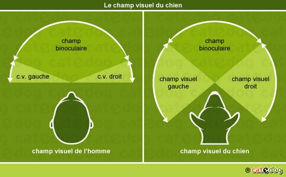 champ-visuel-du-chien