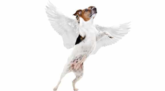 deces-deuil-chien
