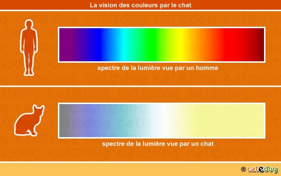 vision-des-couleurs-par-le-chat
