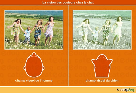 vision-des-couleurs-par-le-chat_2