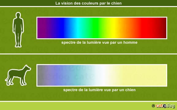 vision-des-couleurs-par-le-chien