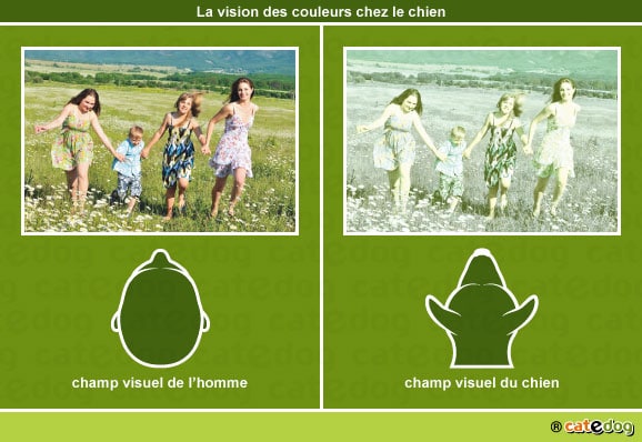 vision-des-couleurs-par-le-chien_2