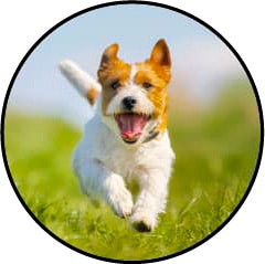 Acides gras omega 3 et 6 pour le chien