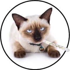Alimentation du chat malade