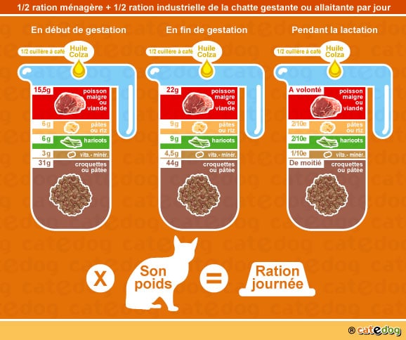 alimentation-ration-croquette-chatte-gestation-lactation