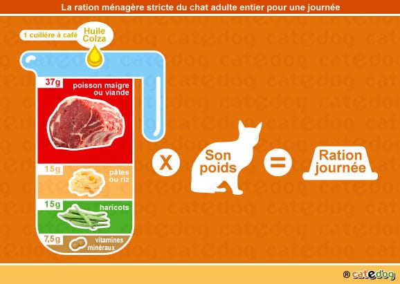 alimentation-ration-menagere-chat-adulte-entier