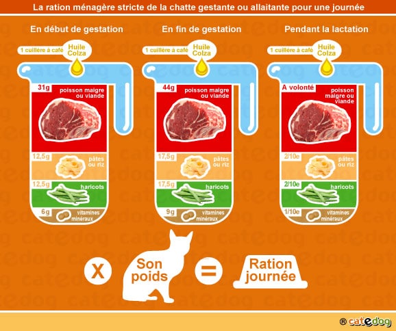 alimentation-ration-menagere-chatte-gestation-lactation