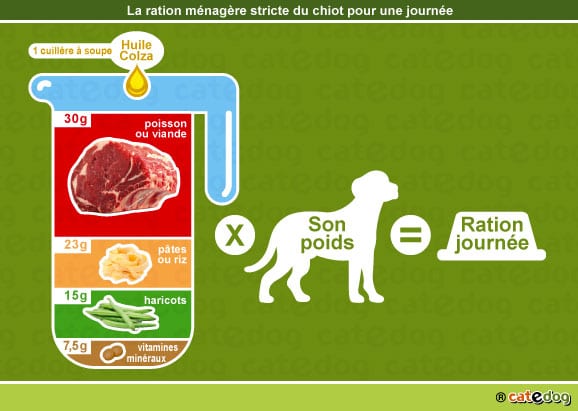 alimentation-ration-menagere-chiot