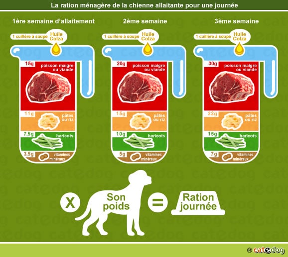 quantité de nourriture et ration ménagère de la chienne qui allaite