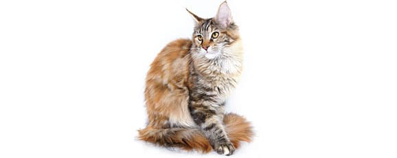 alimentation_maine-coon