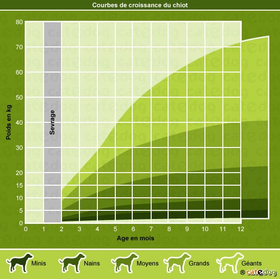 courbe-croissance-chiot-sevrage-alimentation