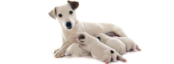 nourrir-chienne-gestante-allaitante-gestation-allaitement