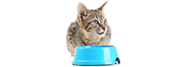 nourrir-un-chat-adulte