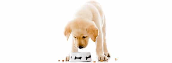 nourrir-un-chiot
