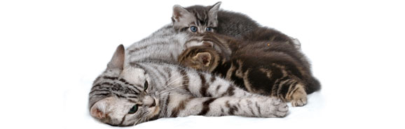nourrir-une-chatte-gestante-ou-allaitante
