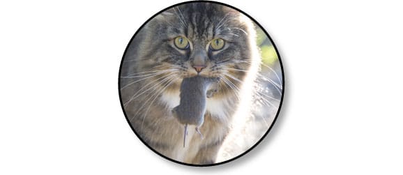 nourriture-alimentation-manger-proie-chat-souris