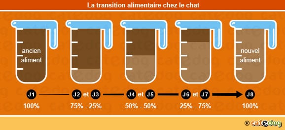 Transition alimentaire chez le chat