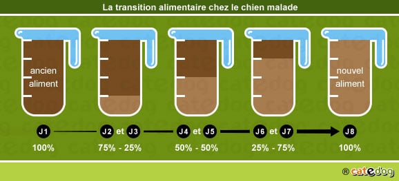 Transition alimentaire chez le chien malade