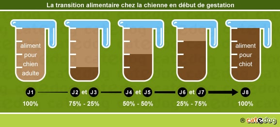 Transition alimentaire chez la chienne en lactation ou gestation