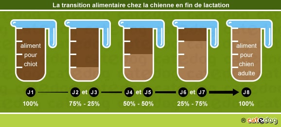 Transition alimentaire chez la chienne en lactation ou gestation