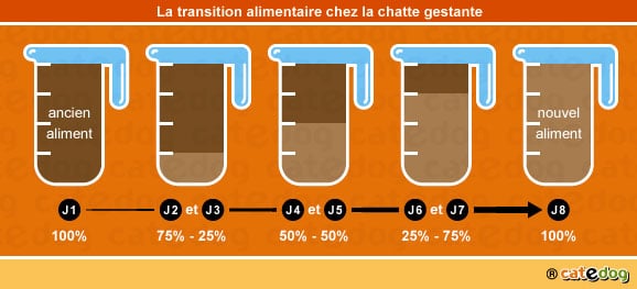 transition-alimentaire-repas-alimentation-nourrir-chatte-gestation
