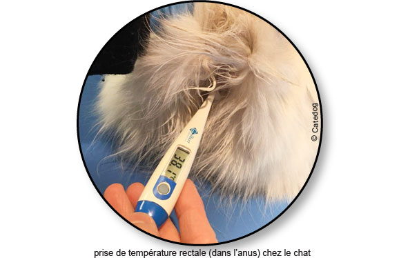 prise-prendre-temperature-fievre-chat