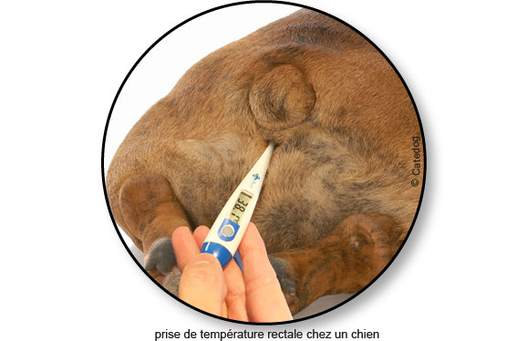 prise-temperature-fievre-rectale-anus-chien