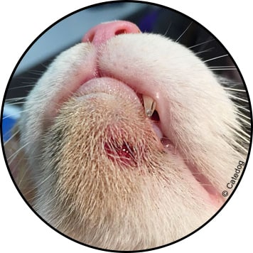 Acné du menton chez le chat