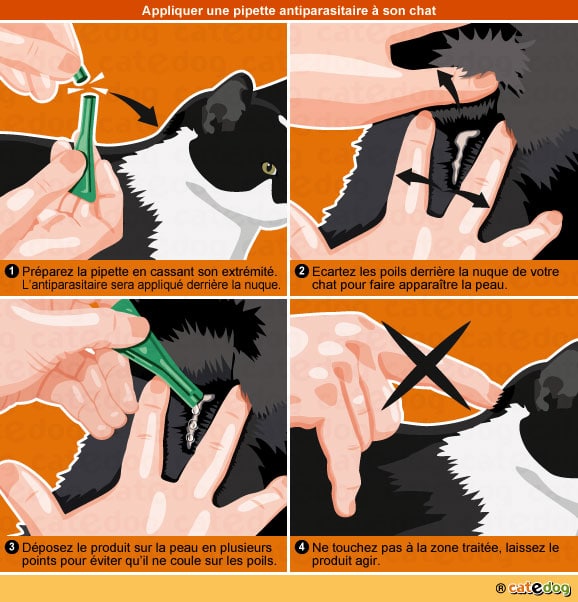 appliquer-une-pipette-antiparasitaire-a-son-chat