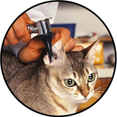 Gale des oreilles du chat ou gale auriculaire