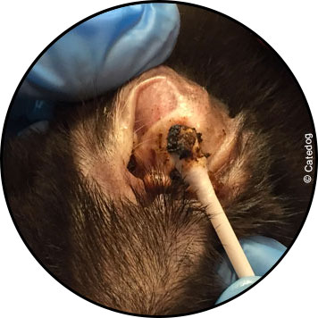 Gale des oreilles chez le chien et cérumen noir