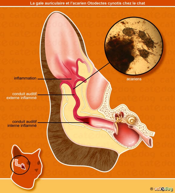 Gale des oreilles ou auriculaire chez le chat