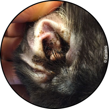 Gale des oreilles chez le chien