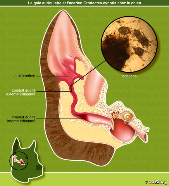 Gale des oreilles chez le chien