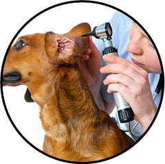 Gale des oreilles chez le chien et otite