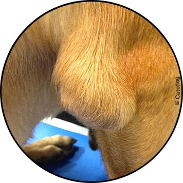 Hygroma du coude chez le chien ou bursite ou boule au coude