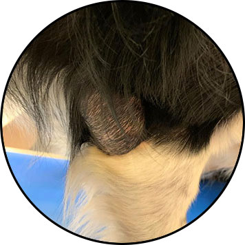 Hygroma du coude chez le chien ou boule au coude
