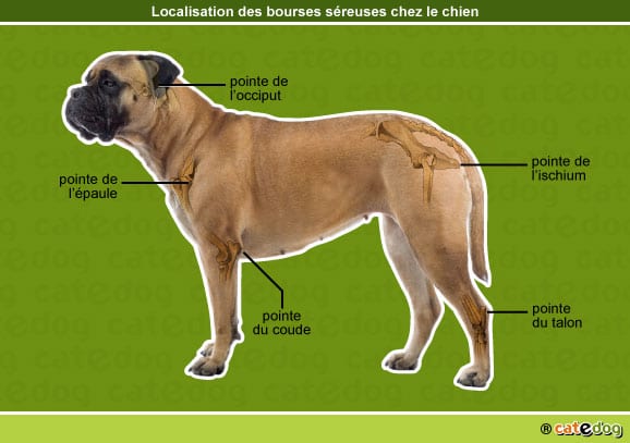 hygroma_bourses-sereuses_chien