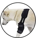 protecteur-coude-hygroma-chien