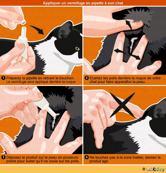 appliquer-vermifuge-vermifuger-pipette-son-chat