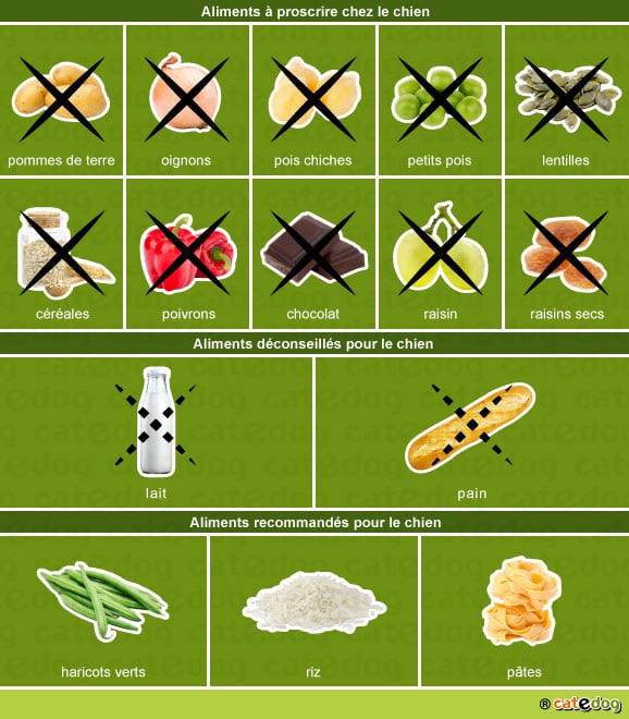 alimentation-aliments-toxiques-recommandes-chien
